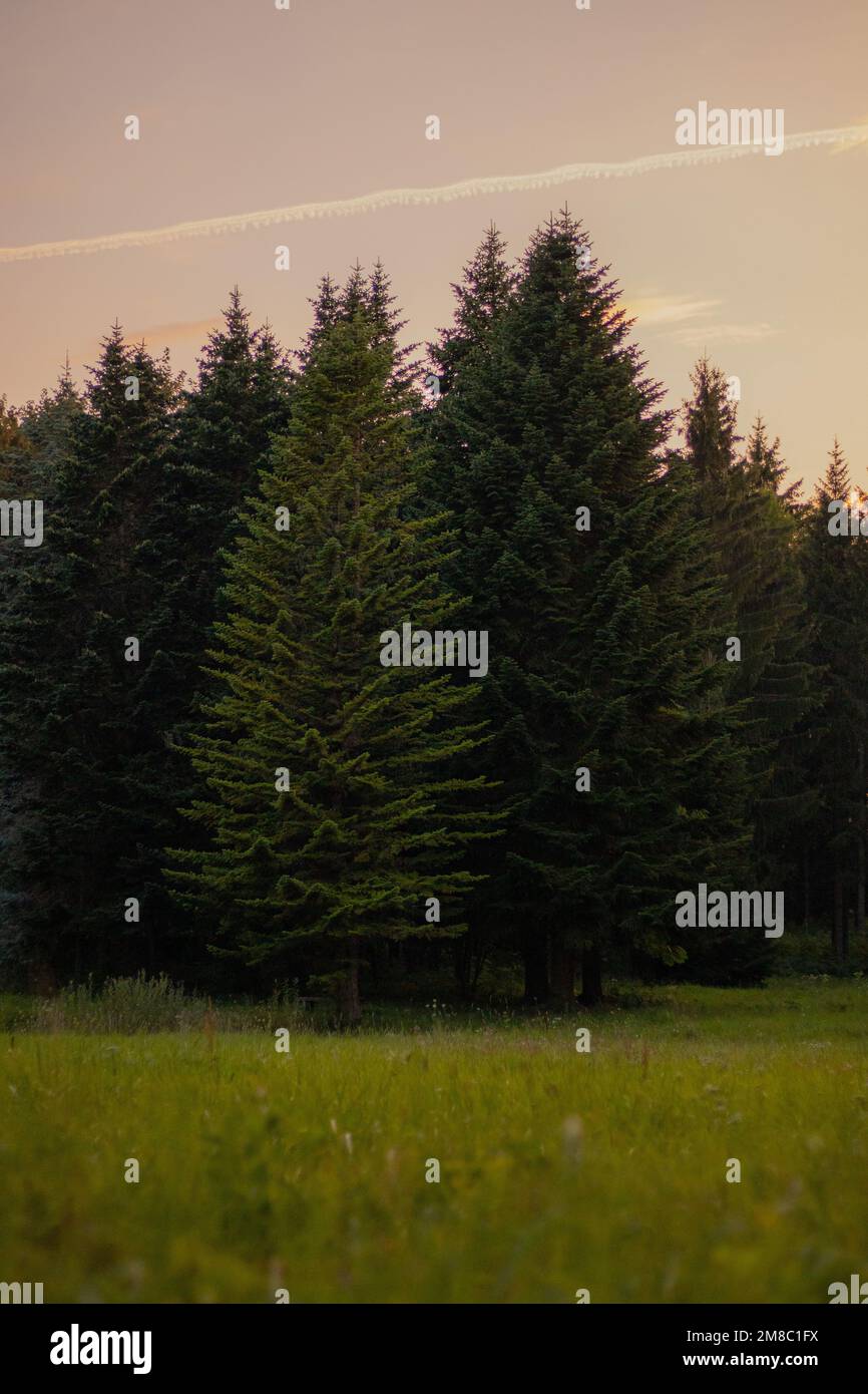 Green landscape dense trees hi-res stock photography and images - Alamy