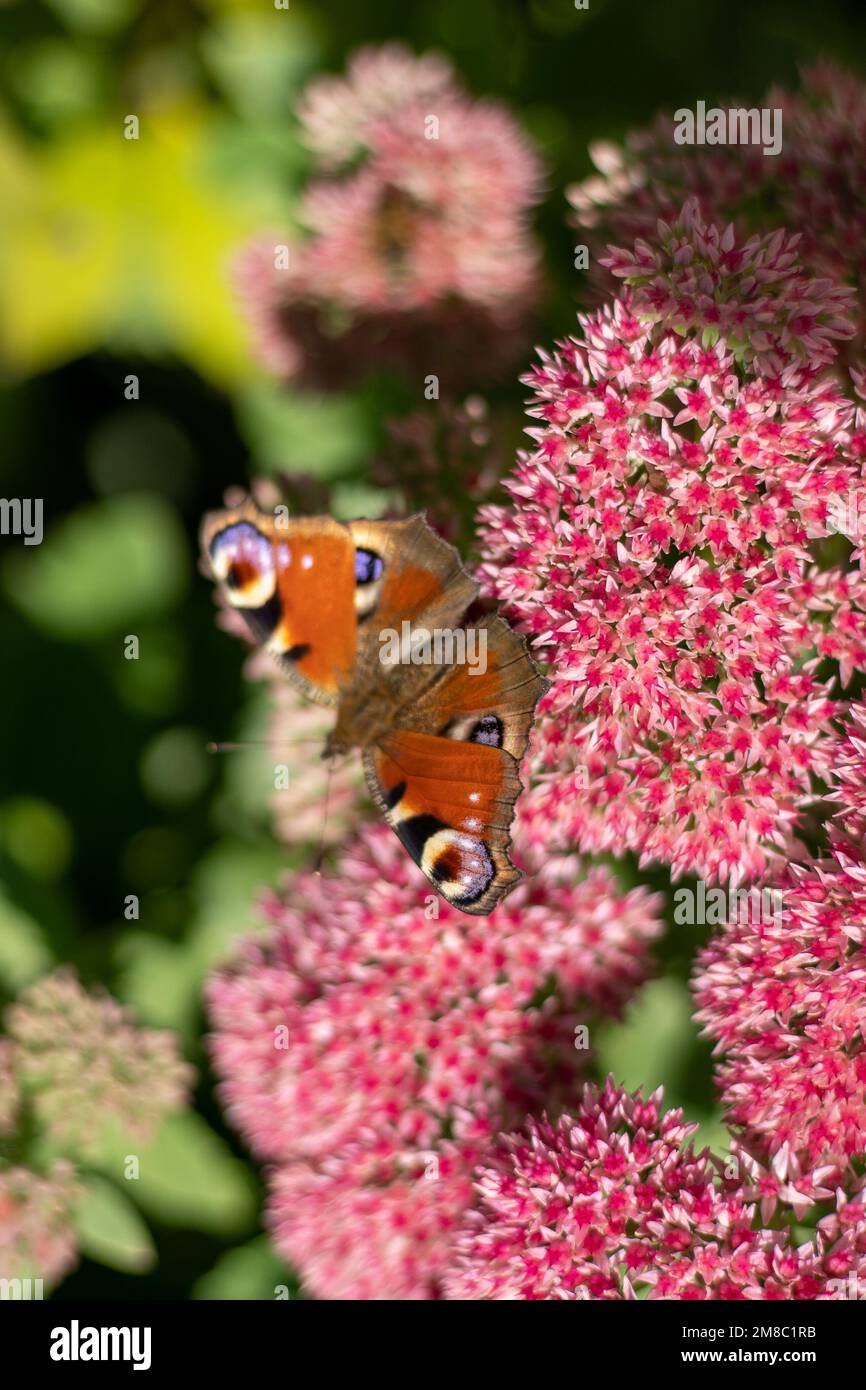 A peacock butterfly is eating on a pink Sedum flower - Hare cabbage. A flowerbed with flowers pollination by insects. Butterflies fly. Nature sunny day. Insect. Butterfly wings. Green plant close up. Stock Photo