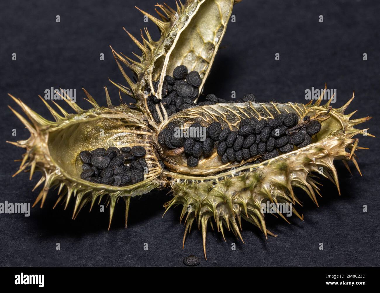 As the prickly seed pod of the Datura dries out it splits open and drops the many seeds stored inside. This is known a dehiscence, Stock Photo