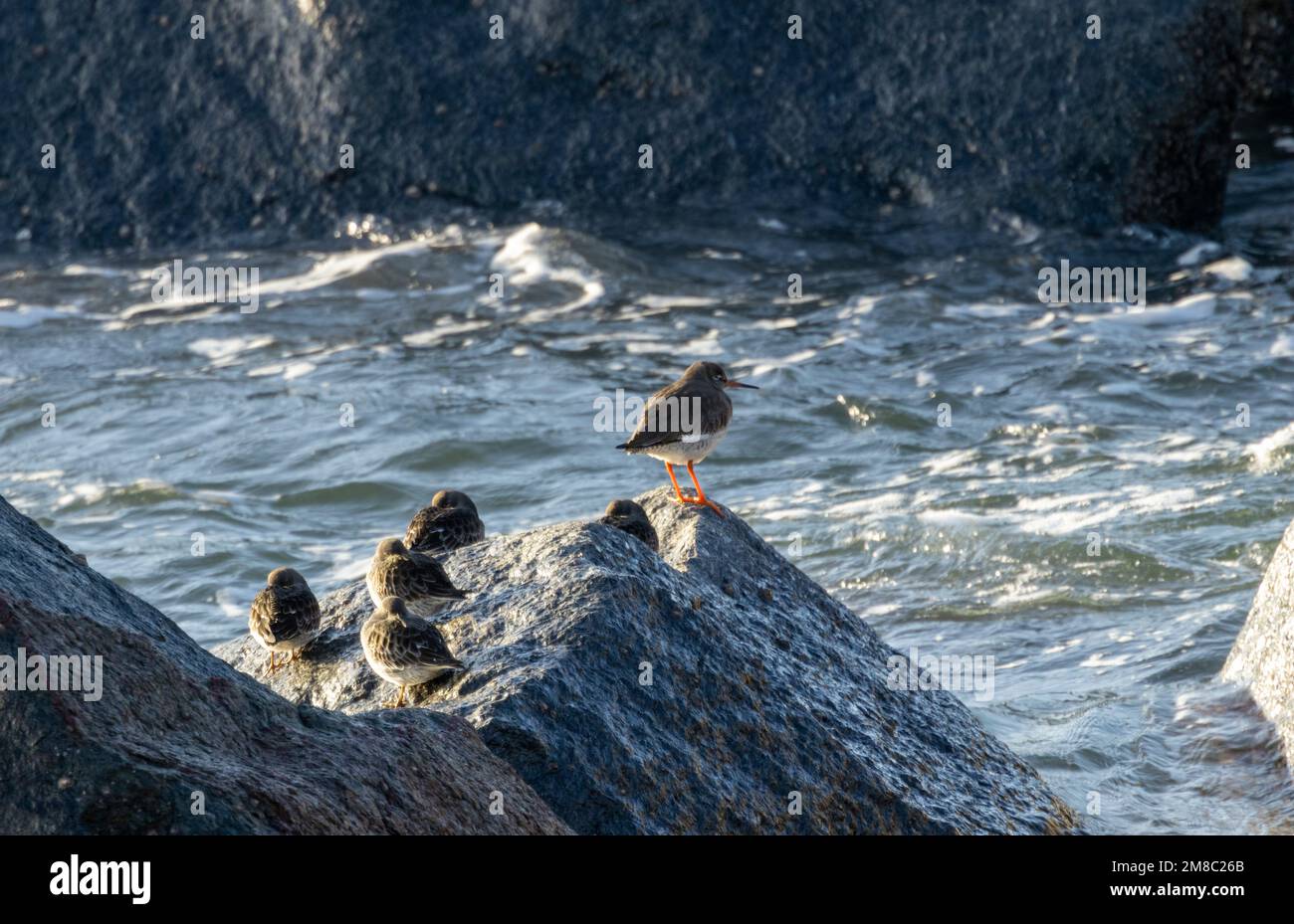 A Redshank and some Purple Sandpipers rest on the rocks at high tide. When the tide drops the different species have differing feeding preferences Stock Photo