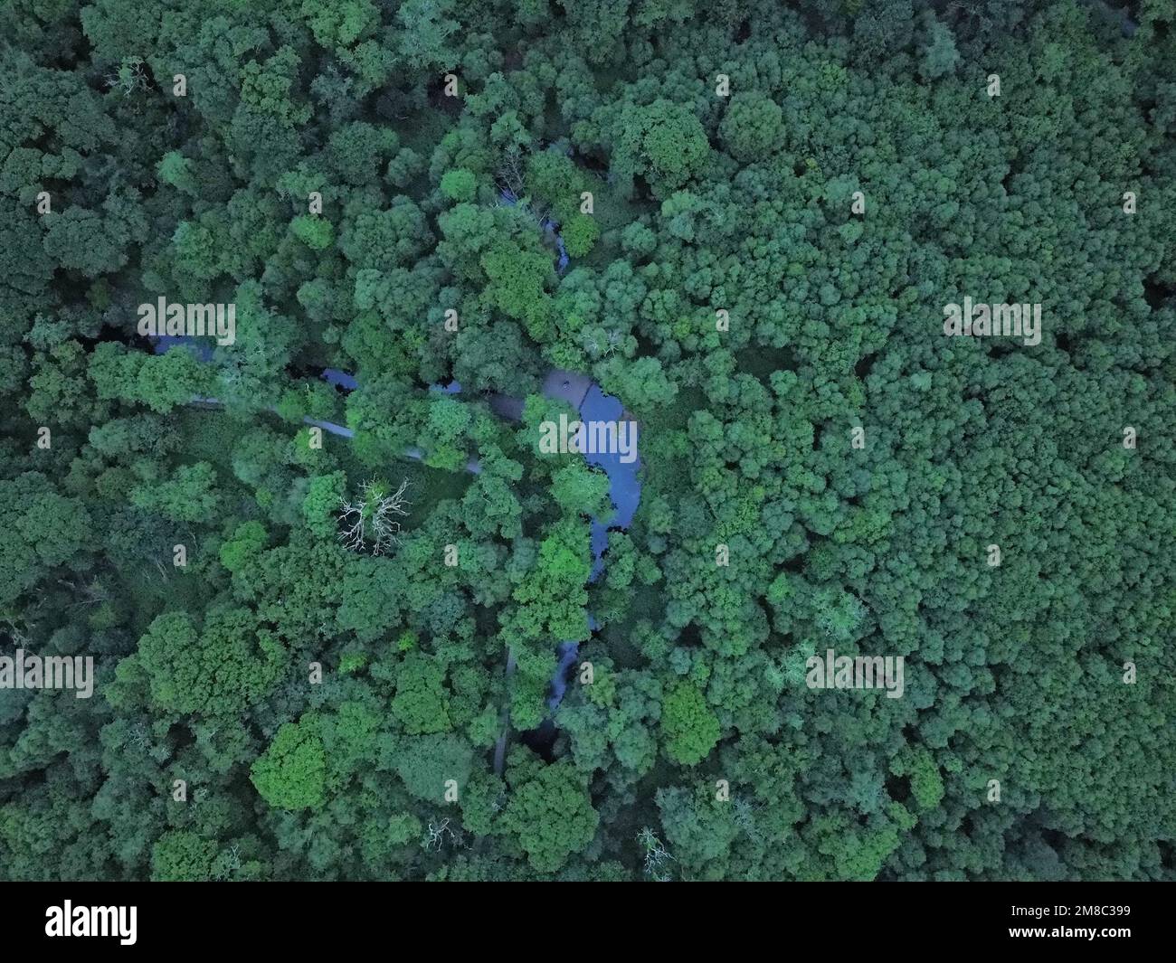 An aerial view of green forests Stock Photo - Alamy