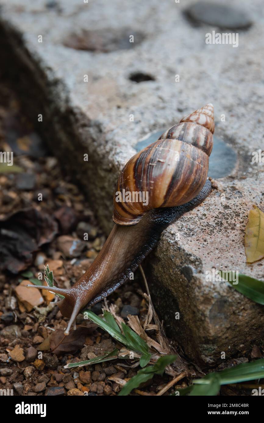 Giant African Snail Achatina Achatina Slowly Crawling Off The