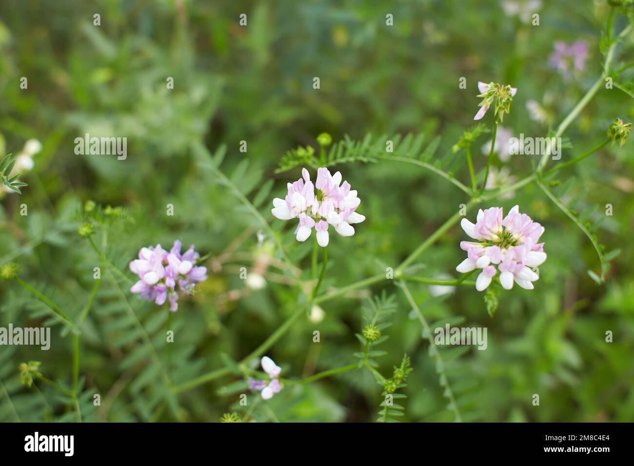 White flowers of Crownvetch in the garden. Summer and spring time. Stock Photo
