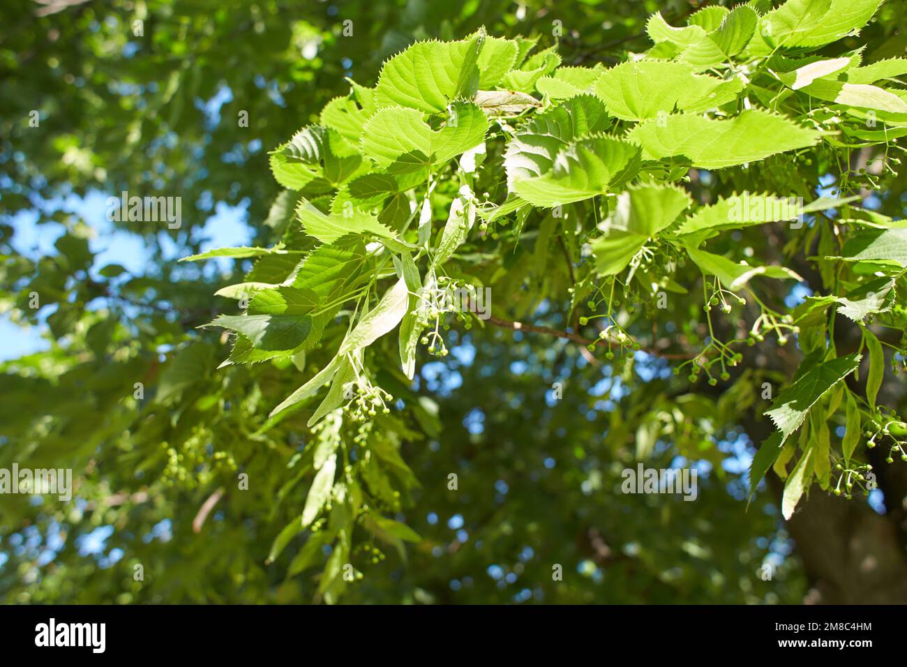 Linden tree branch in the garden. Summer and spring time. Stock Photo