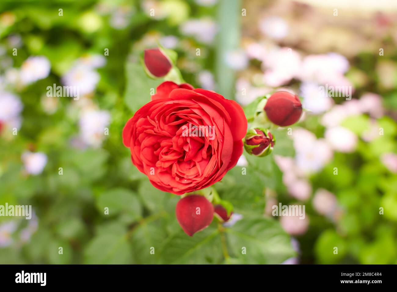 Red of Rosa Line Renaud, Mary Rose, Charles Rennie Mackintosh in the garden. Summer and spring time. Stock Photo