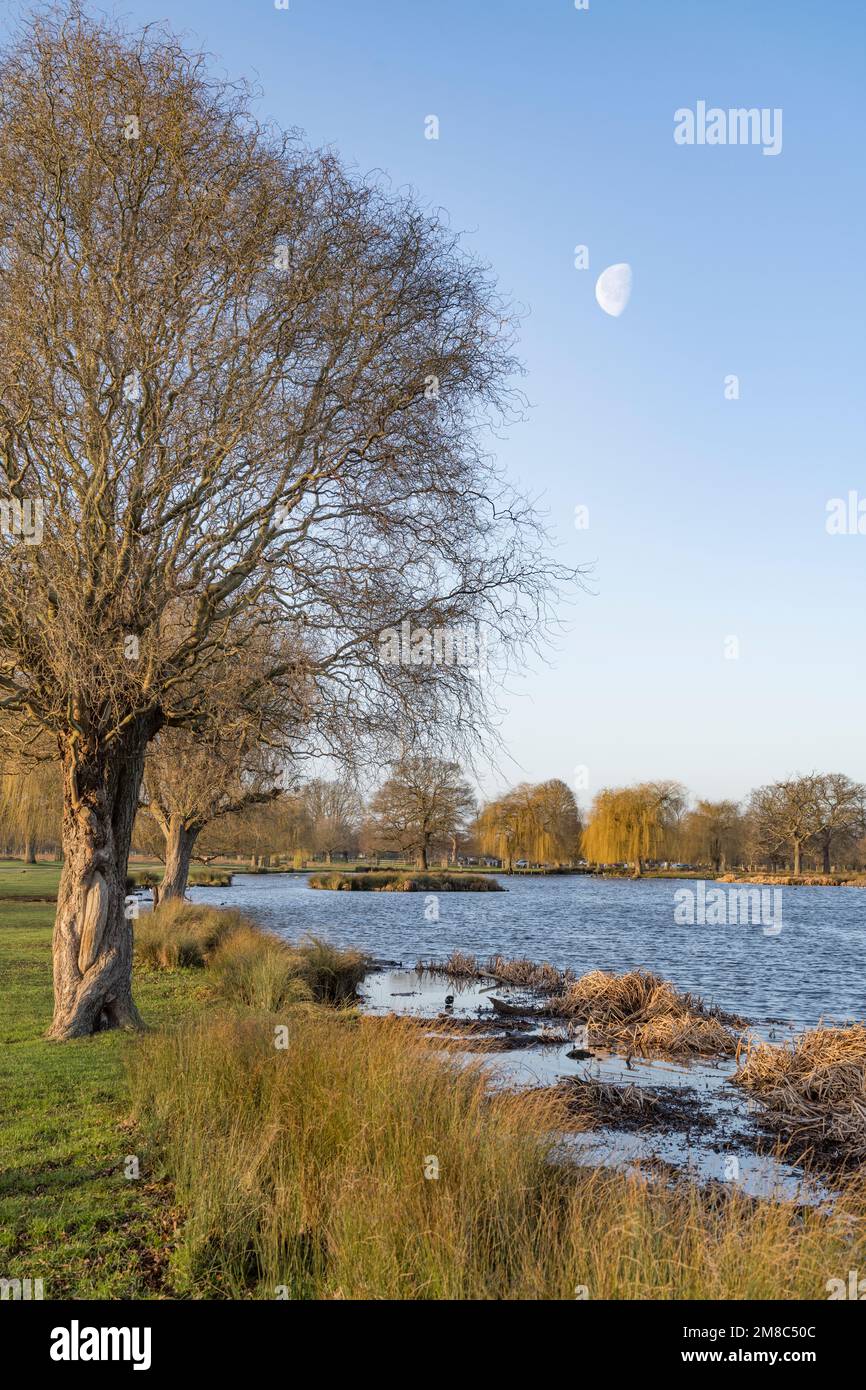 Half moon over Heron pond Bushy Park near London UK Stock Photo
