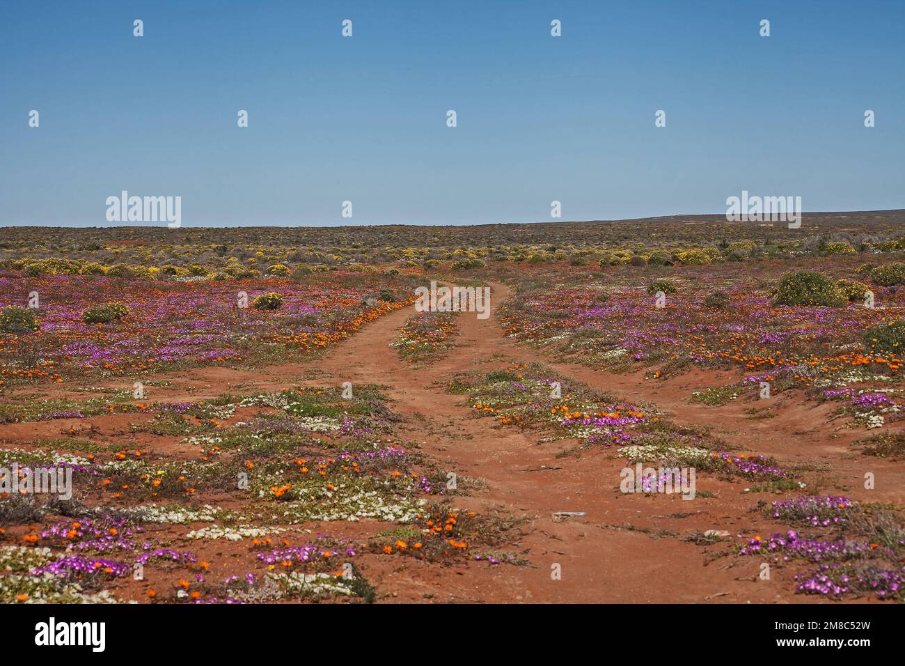 Carriageway snaking through the Namaqualand spring flowers, Namaqua National Park. South Africa Stock Photo