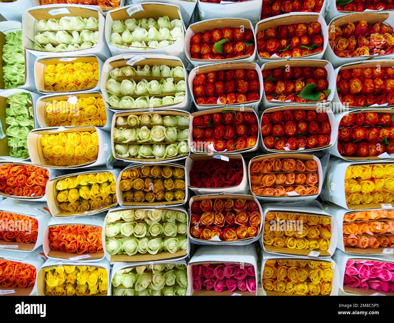 Roses in a special cold room with air conditioning. Refrigerator for