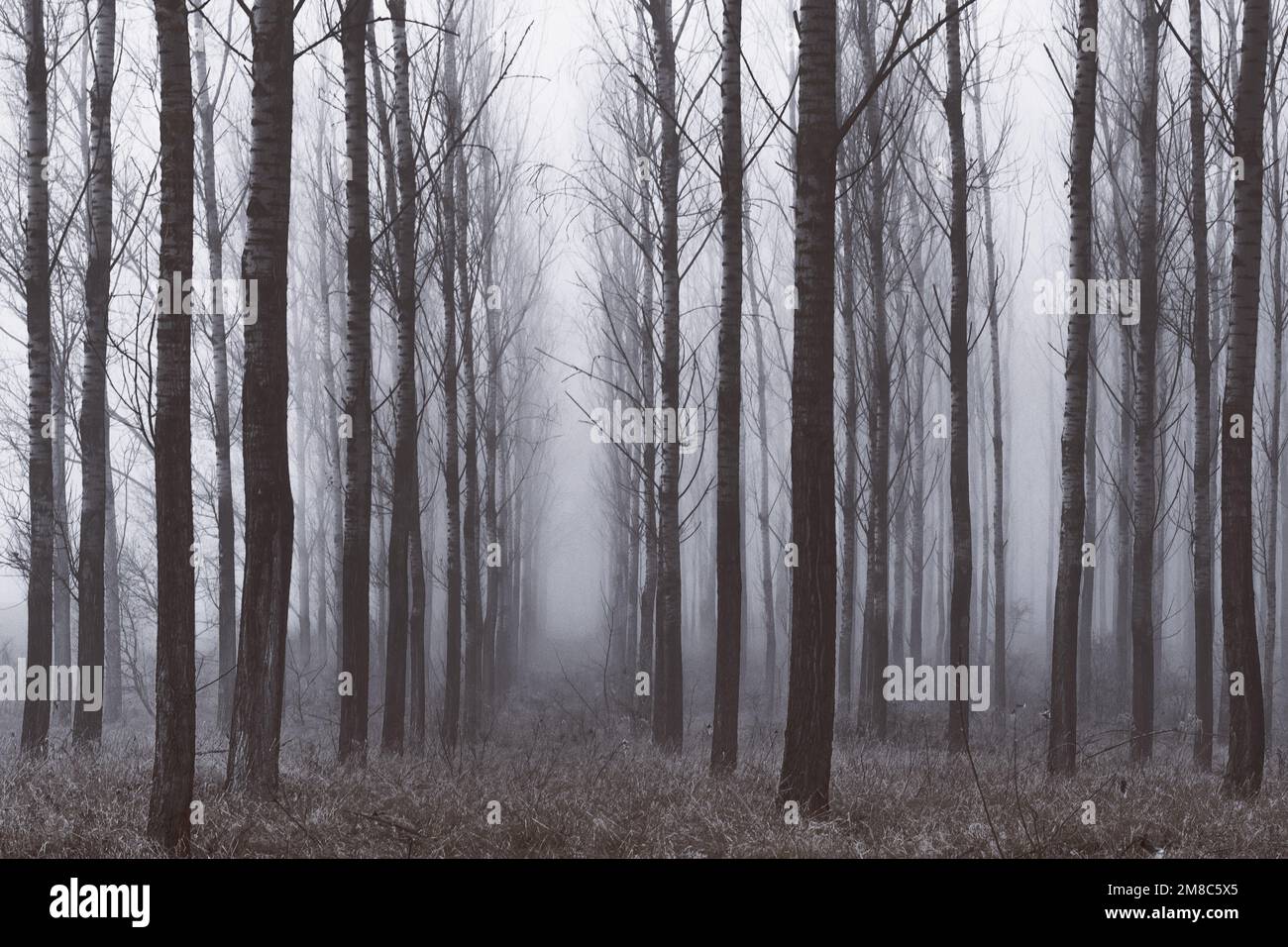A mystical, foggy winter morning in a tree plantation near the Ipoly river, Balassagyarmat, Hungary Stock Photo