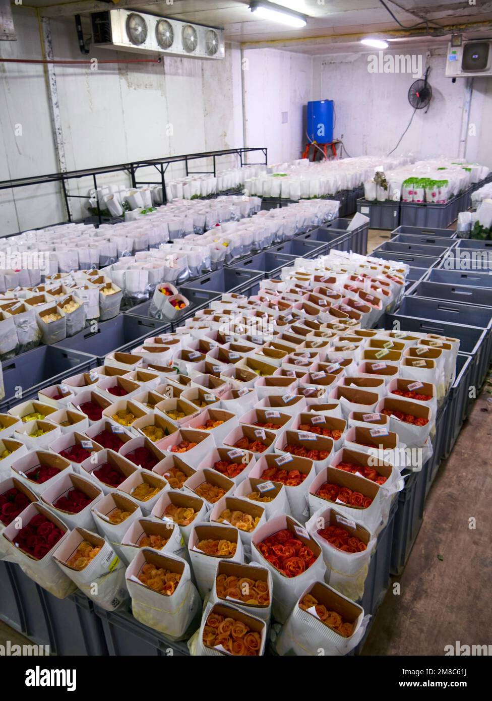 Roses in a special cold room with air conditioning. Refrigerator for