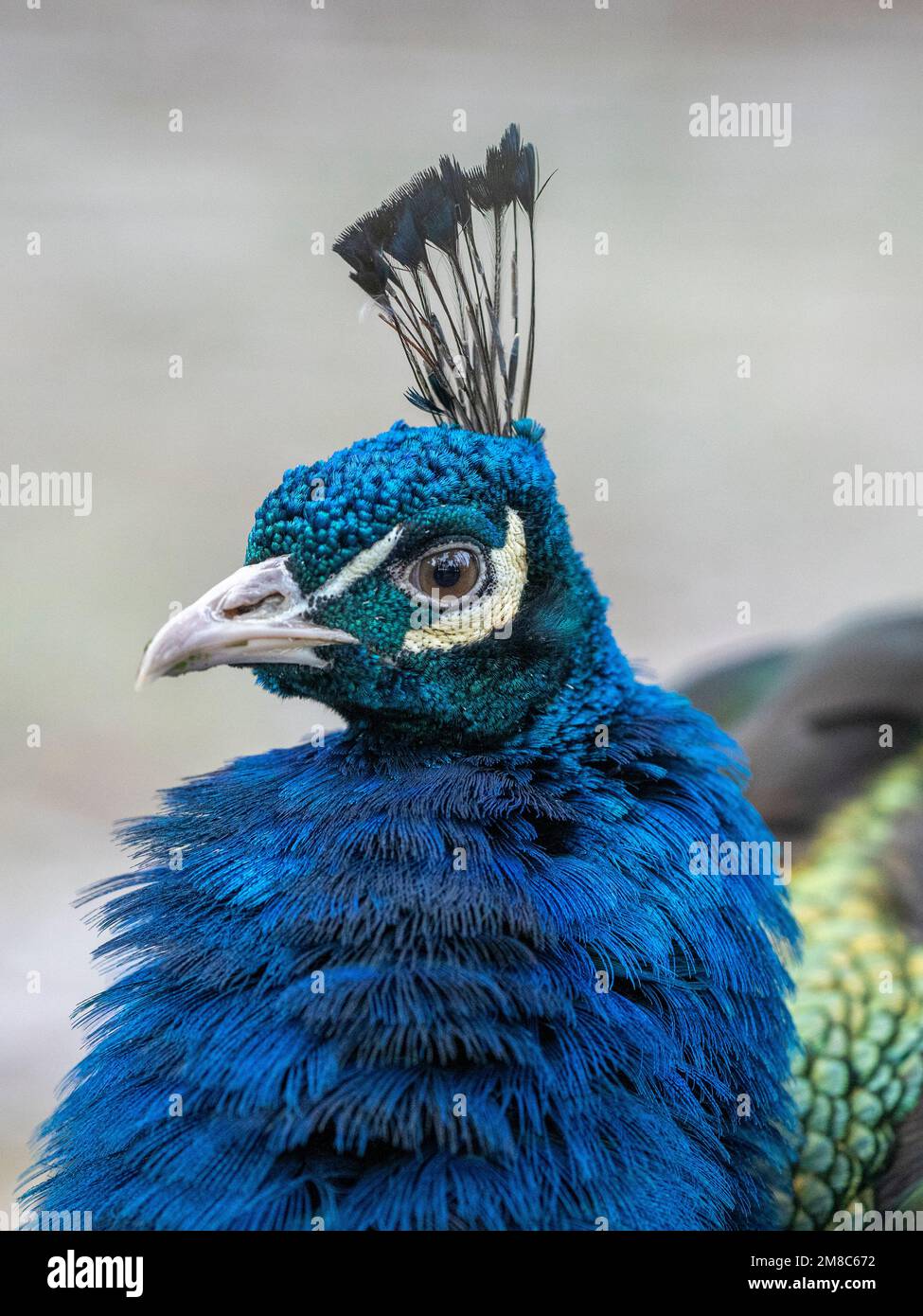 indian-peafowl-or-male-peacock-closeup-of-head-beak-and-feather-plume