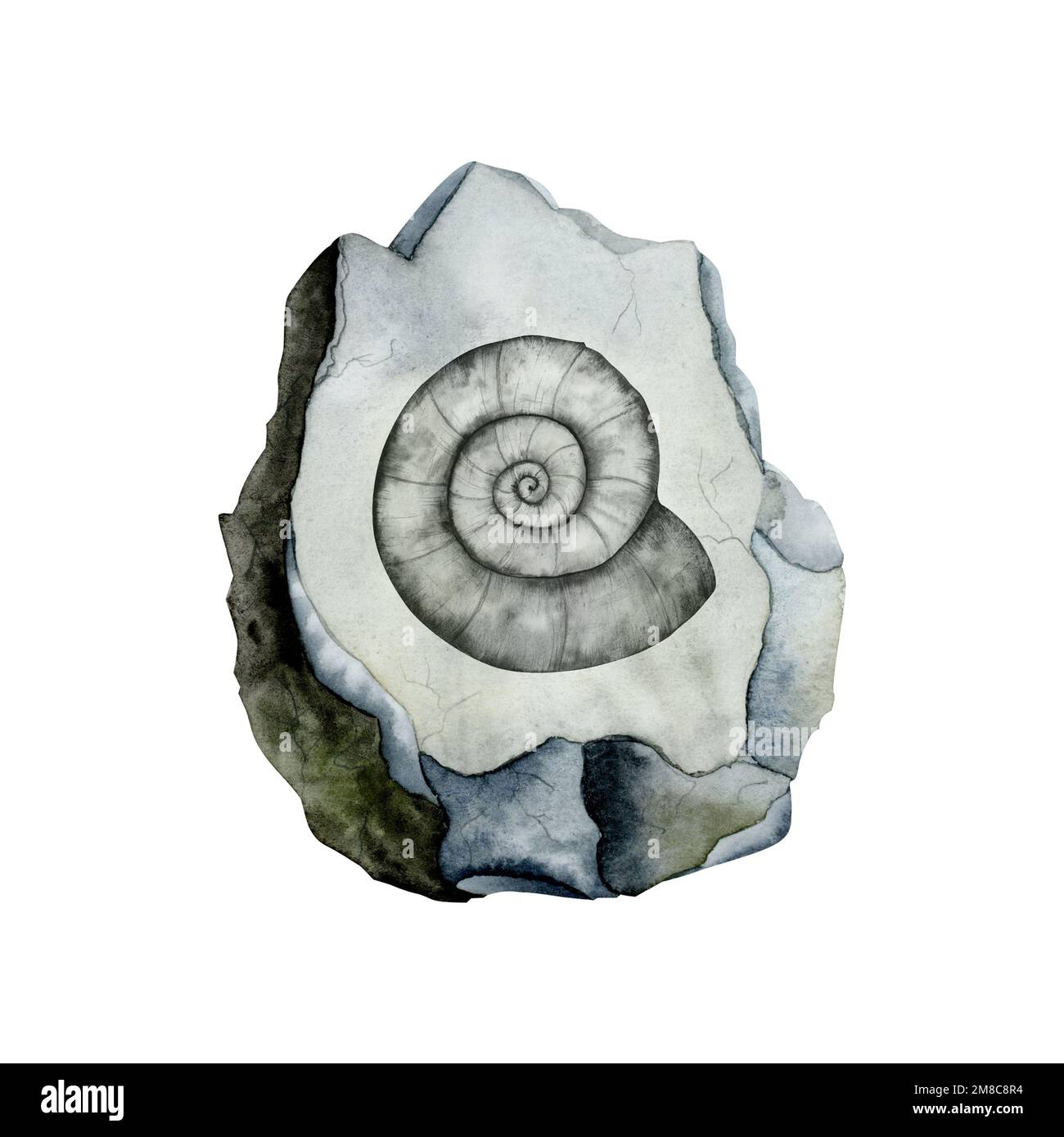 Ammonite fossil on grey stone watercolor illustration. Prehistoric