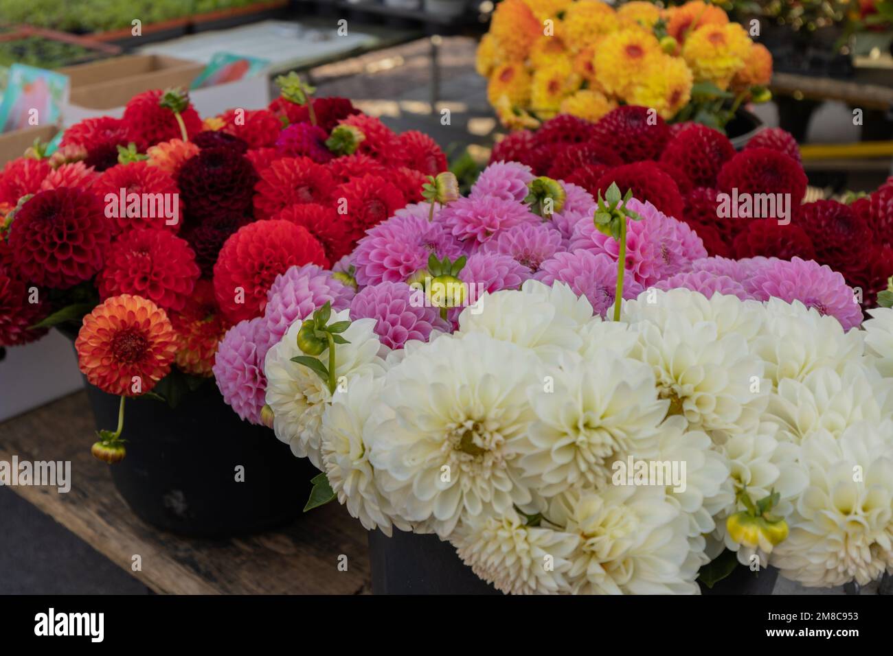 Bouquets of dahlias stand in buckets for sale on a street market, Austria, Mirabell Platz Stock Photo