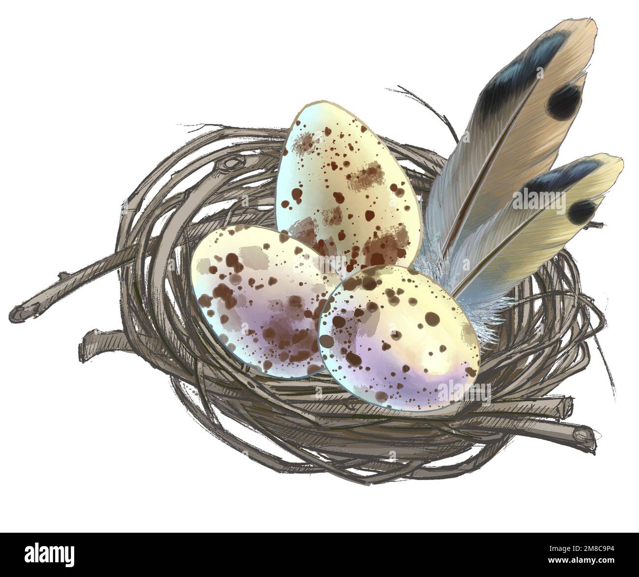 Drawing of bird eggs in a nest from the world of wildlife Stock Photo