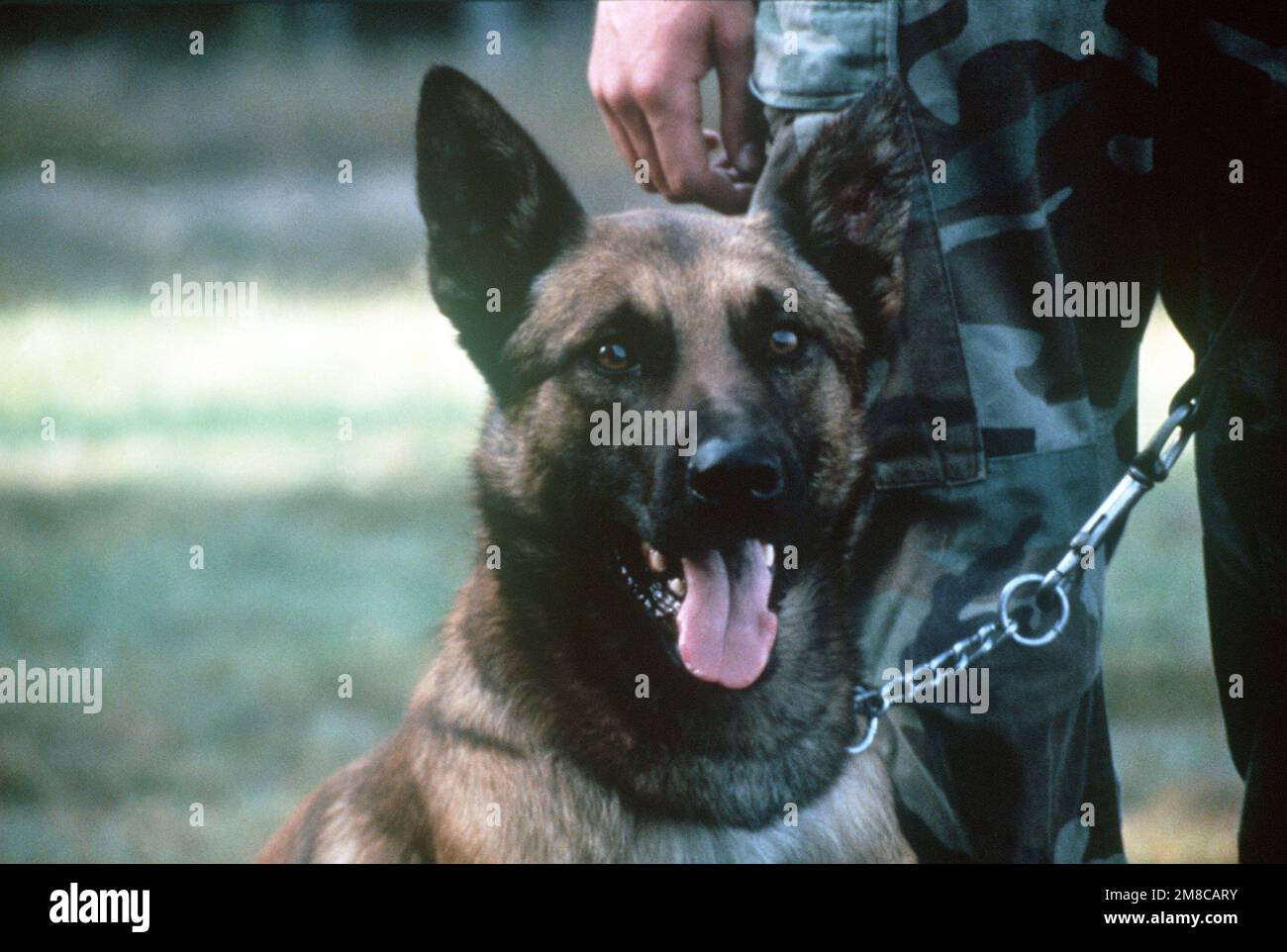 Arro, a highly trained military drug dog, takes a break from sniffing