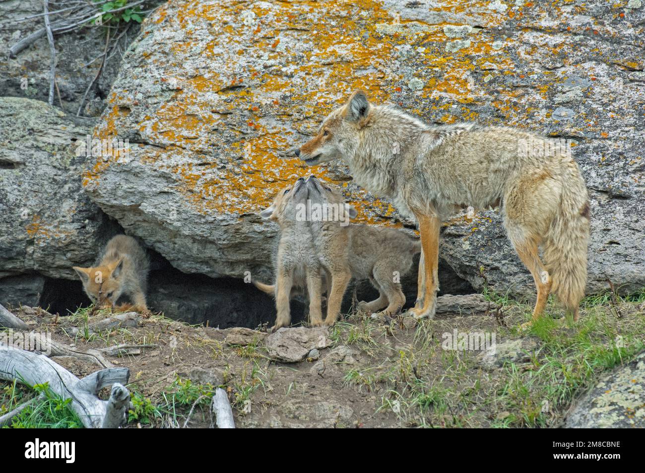 Coyote (Canis latrans). Mother at den with pups. Yellowstone National