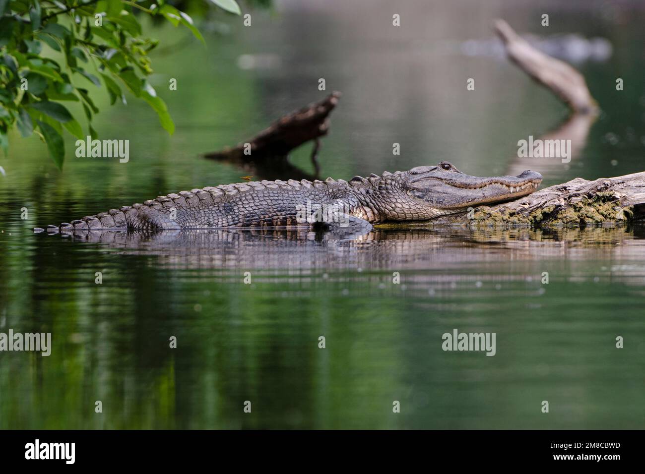 American alligator (Alligator mississippiensis). Hillsborough River, Florida. Stock Photo