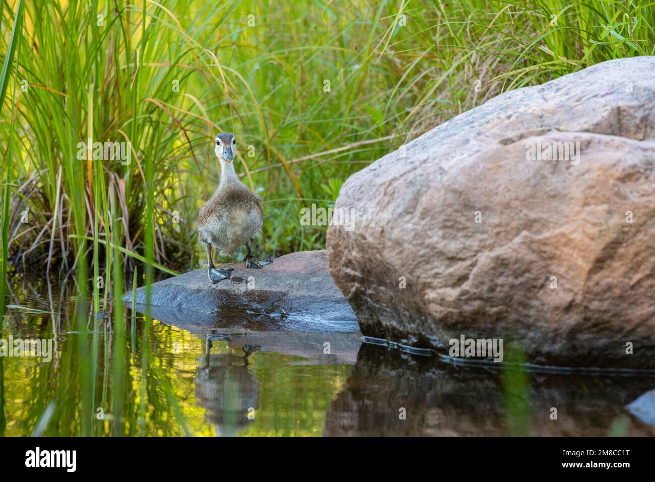 Wood Duck (Aix sponsa). Baby wood duck. Spring in Acadia National Park, Maine, USA. Stock Photo