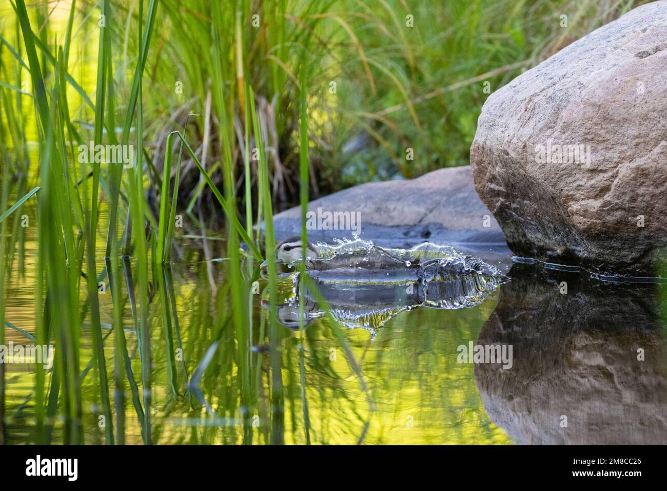 Wood Duck (Aix sponsa). Baby wood duck. Spring in Acadia National Park