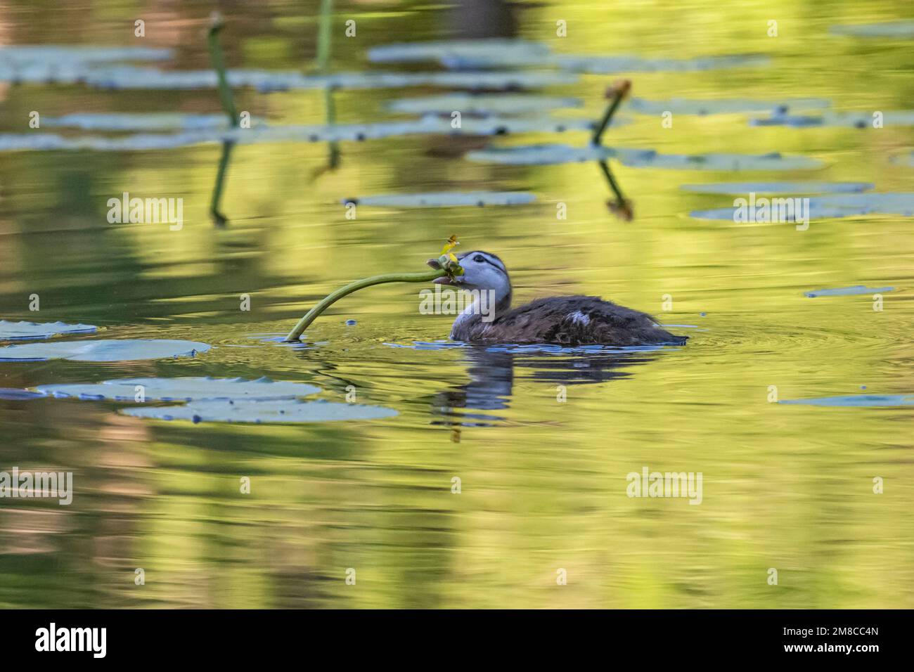 Wood Duck (Aix sponsa). Baby wood duck. Spring in Acadia National Park