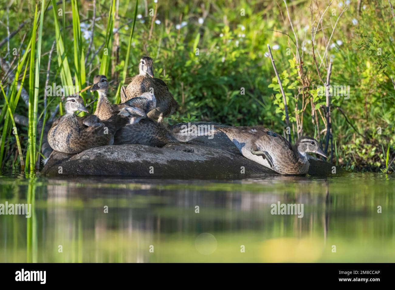 Wood Duck (Aix sponsa). Babies. Spring in Acadia National Park, Maine, USA. Stock Photo