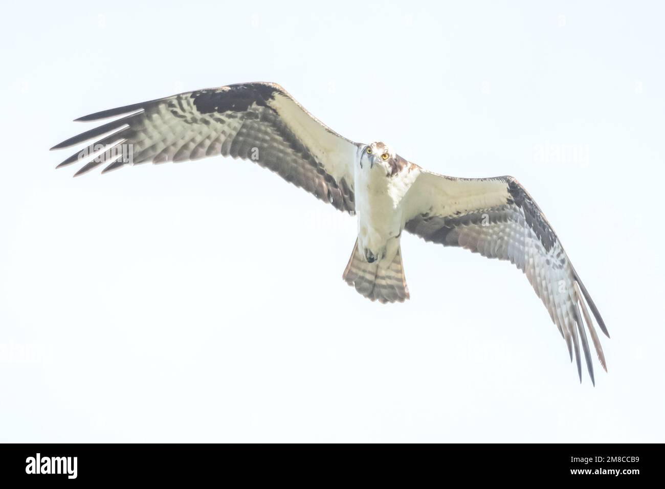 Osprey (Pandion haliaetus) fishing. Acadia National Park, Maine Stock