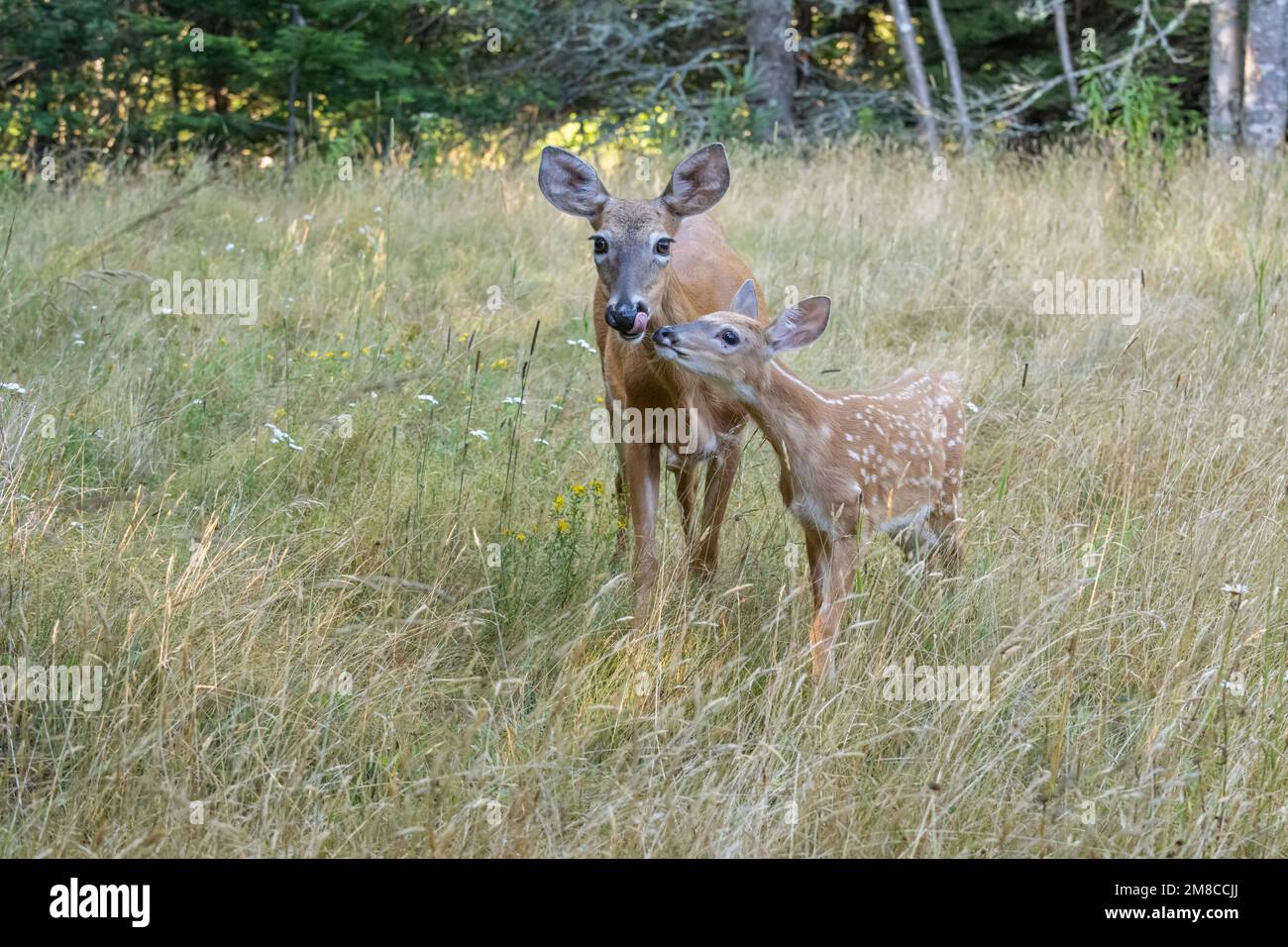 White-tailed Deer (Odocoileus virginianus) mother with fawn. Acadia National Park, Maine, USA. Stock Photo