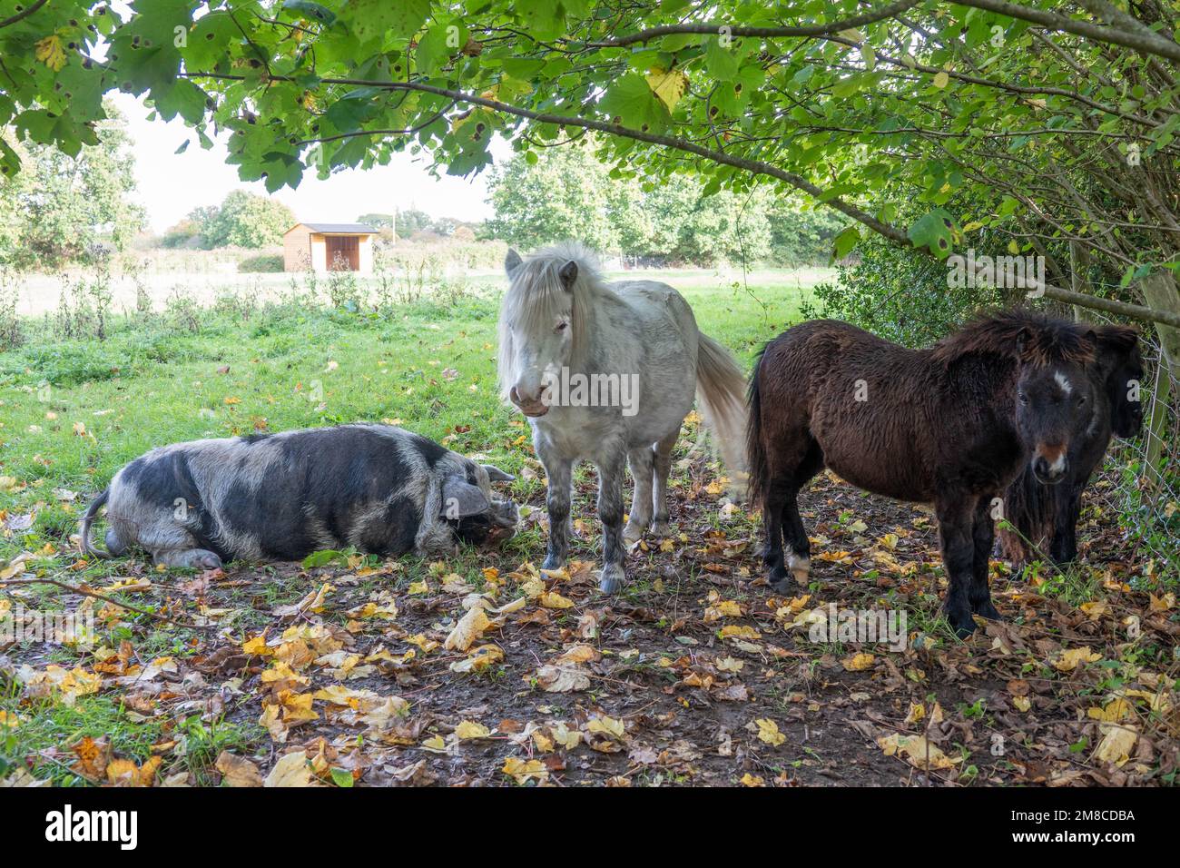 large pig with black spots lying next to small brown and white ponies Stock Photo