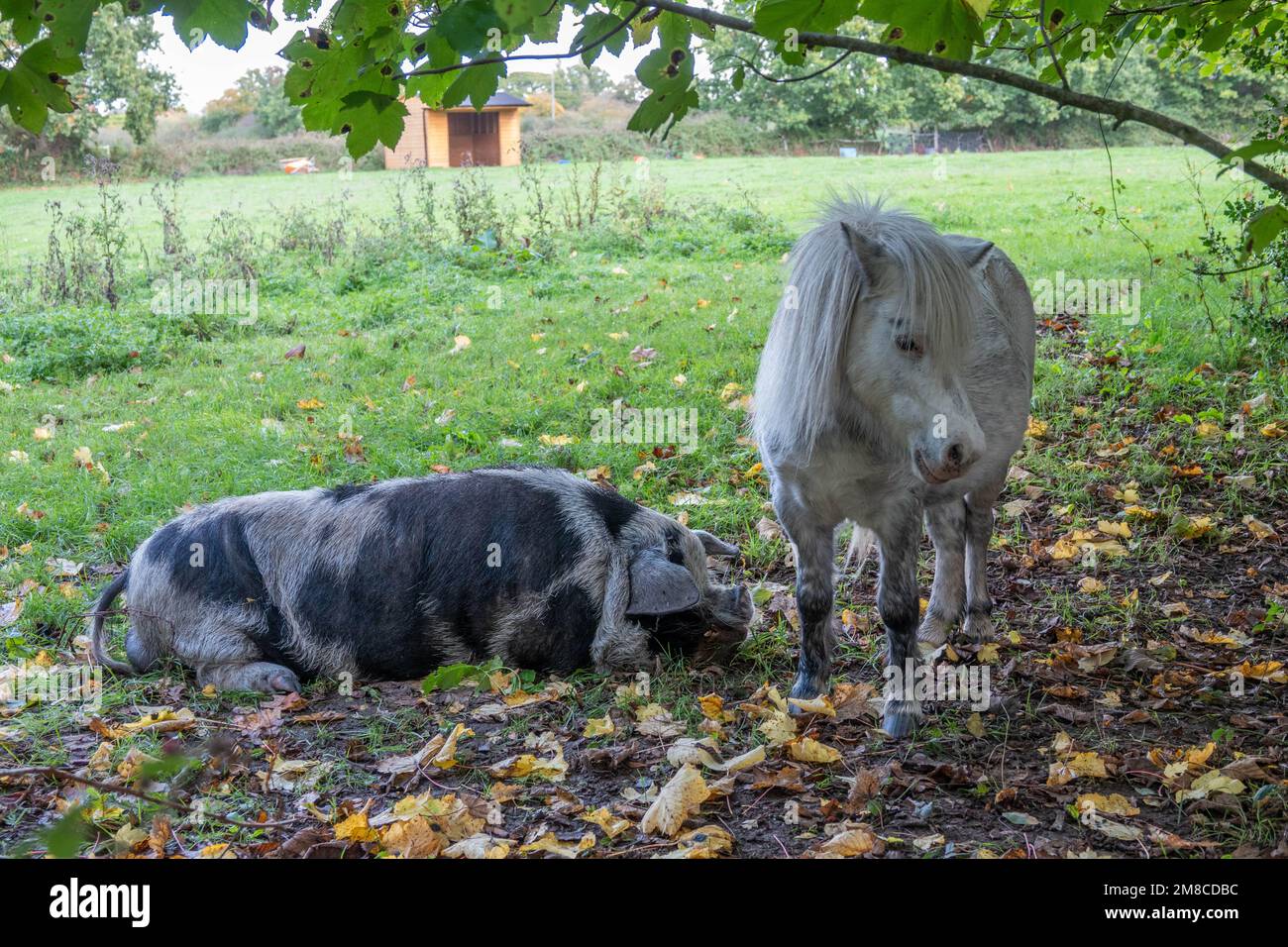 large pig with black spots lying next to a small white pony Stock Photo