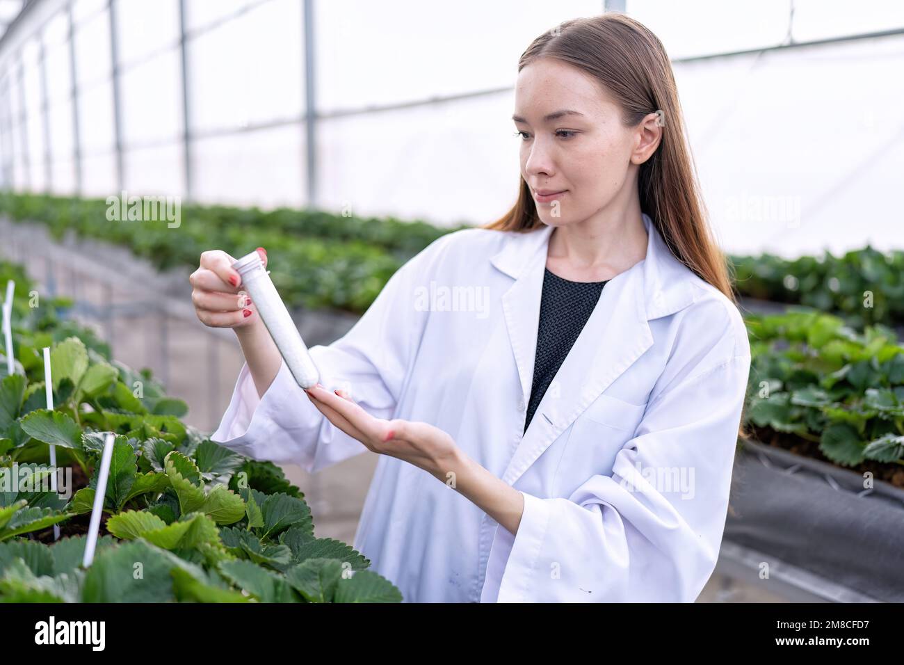 Fruit researcher in greenhouse hydroponic farming test natural