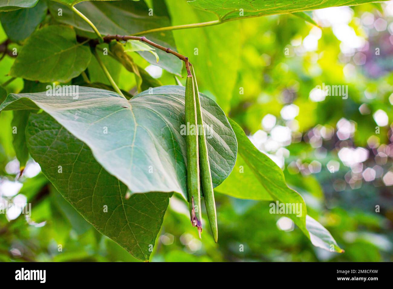 Bright green Catalpa tree leaves and seed pods in the garden in summer