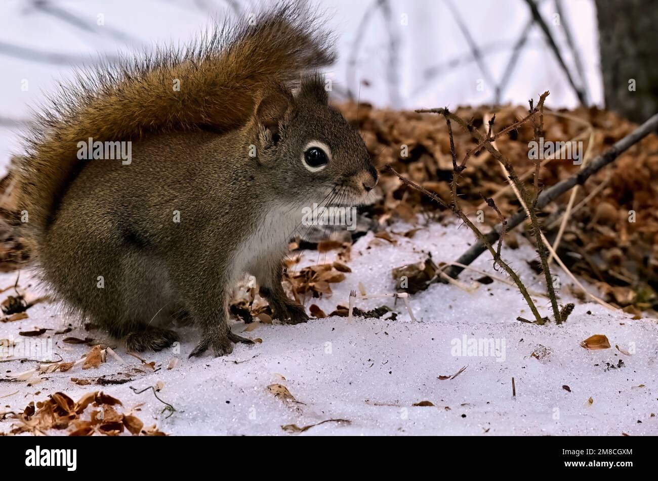 A red squirrel ' Tamiasciurus hudsonicus',  foraging on the snow covered ground in his woodland habitat. Stock Photo