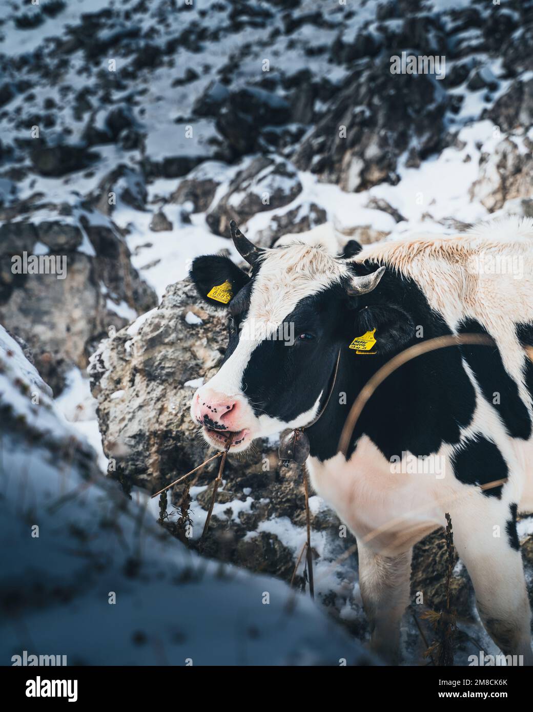 Cow in the Italian Dolomites in the Snow  Stock Photo