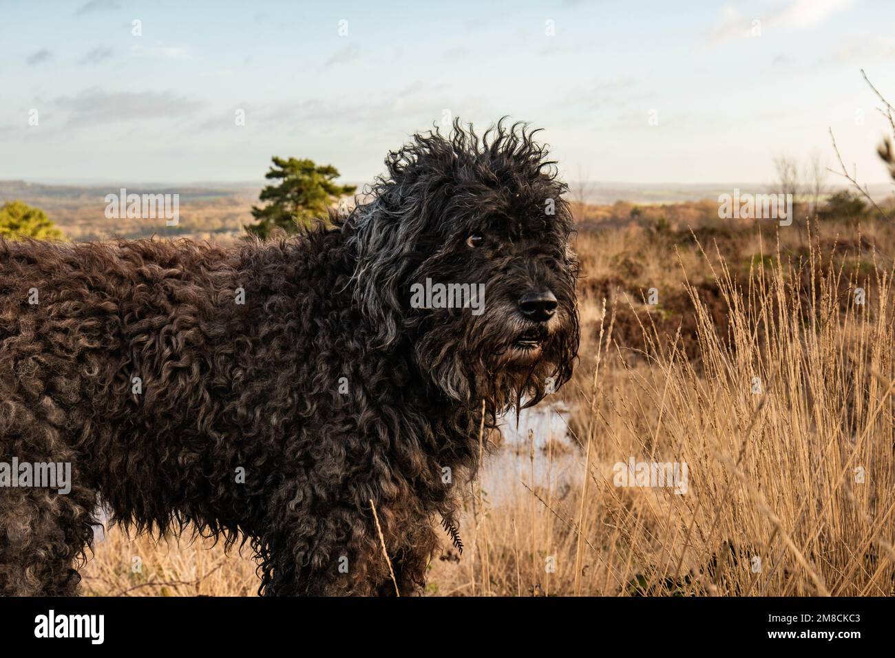 Cute Bouvier des Flandres on a nature walk in Ashdown forest on a spring day Stock Photo