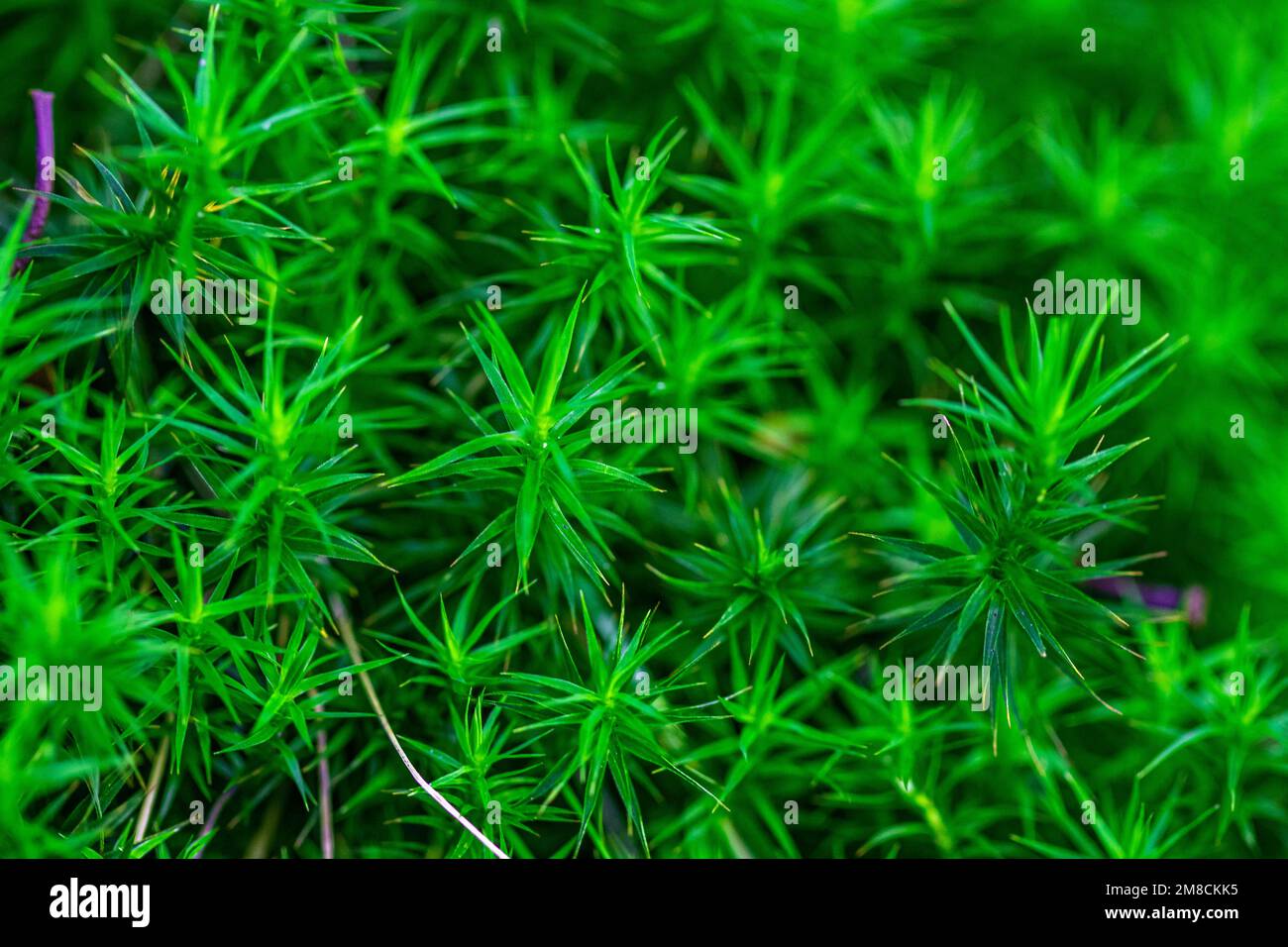 Up close Polytrichum formosum plant growth on rock  graphic resource Stock Photo