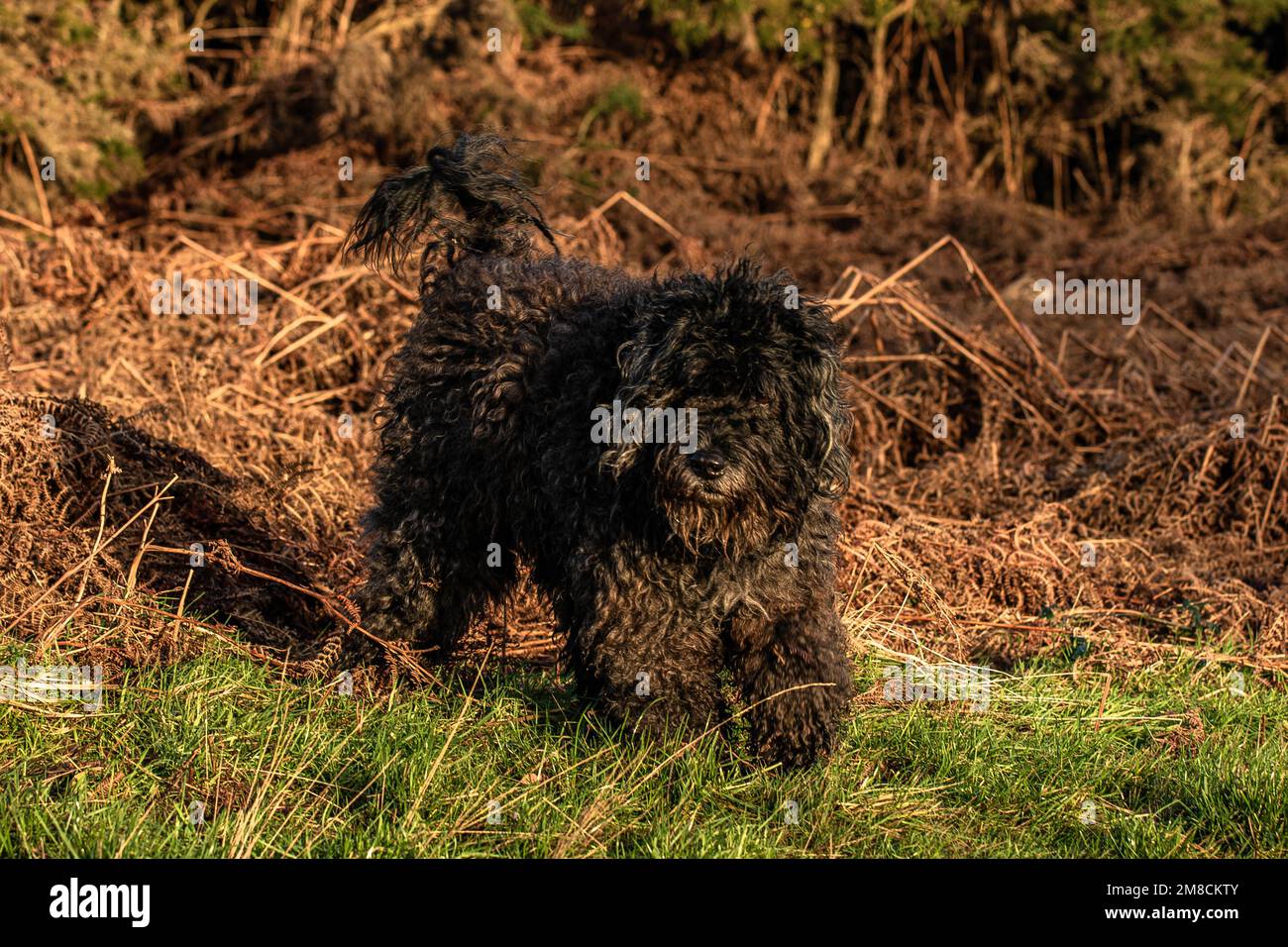 Cute Bouvier des Flandres on a nature walk in Ashdown forest on a spring day Stock Photo