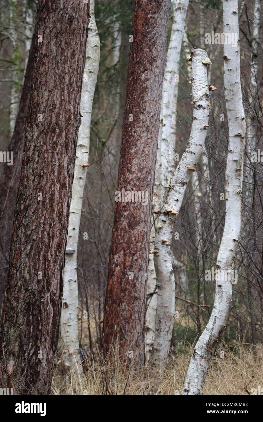 Pines displace birches in the Forest Stock Photo