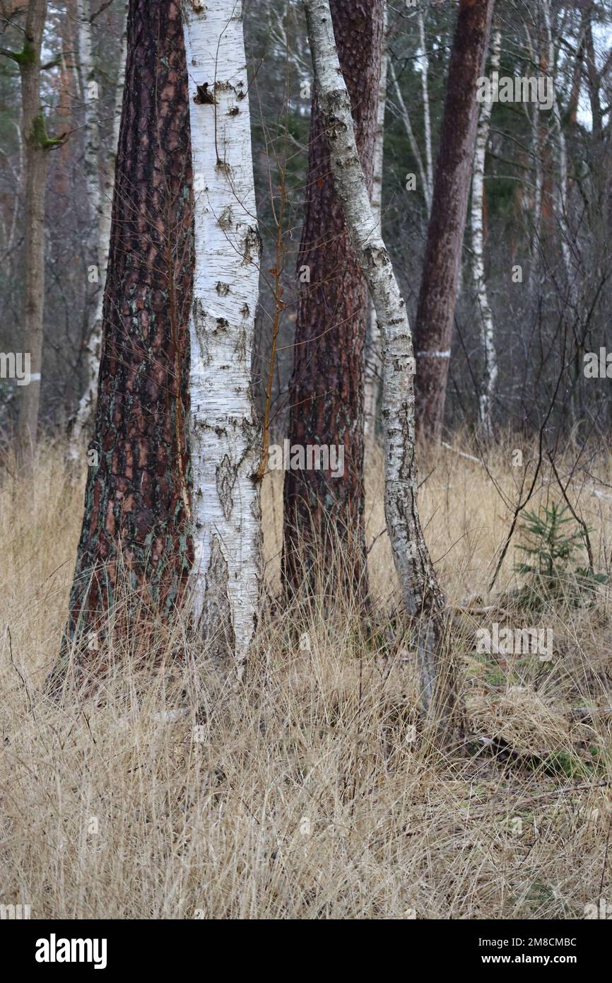 white Marks on two Trees to be felled Stock Photo Alamy