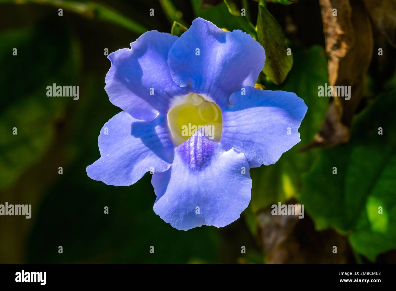 Blue Flower Bengal Clock Vine Fairchild Garden Coral Gables Florida Thunbergia Grandiflora Also know as Bengal Trumpet and Star of Mysore Stock Photo