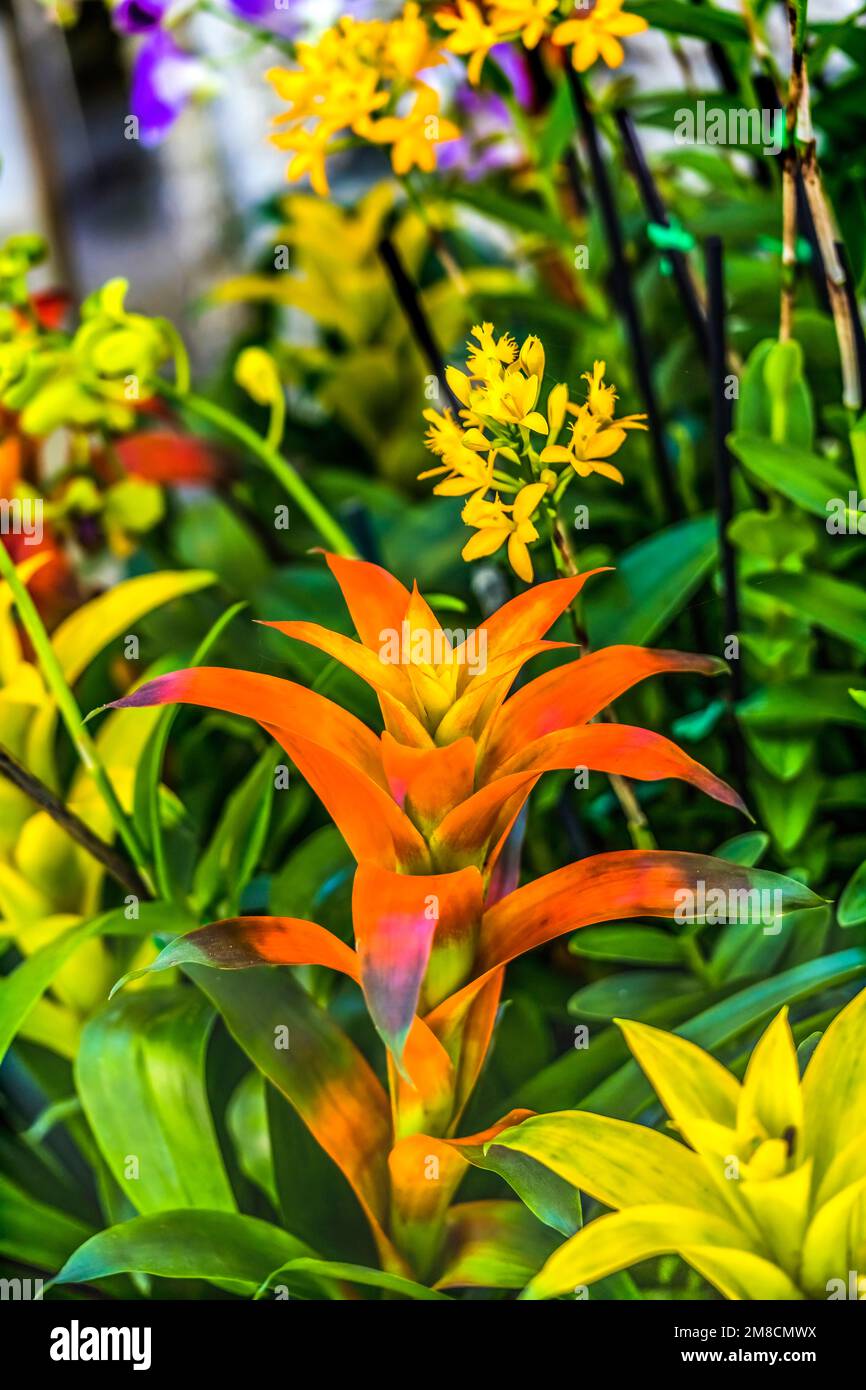 Orange Flower Drophead Tufted Airplant Bromeliad Guzmania Lingulata yellow flowers Fairchild Garden Coral Gables Florida Stock Photo