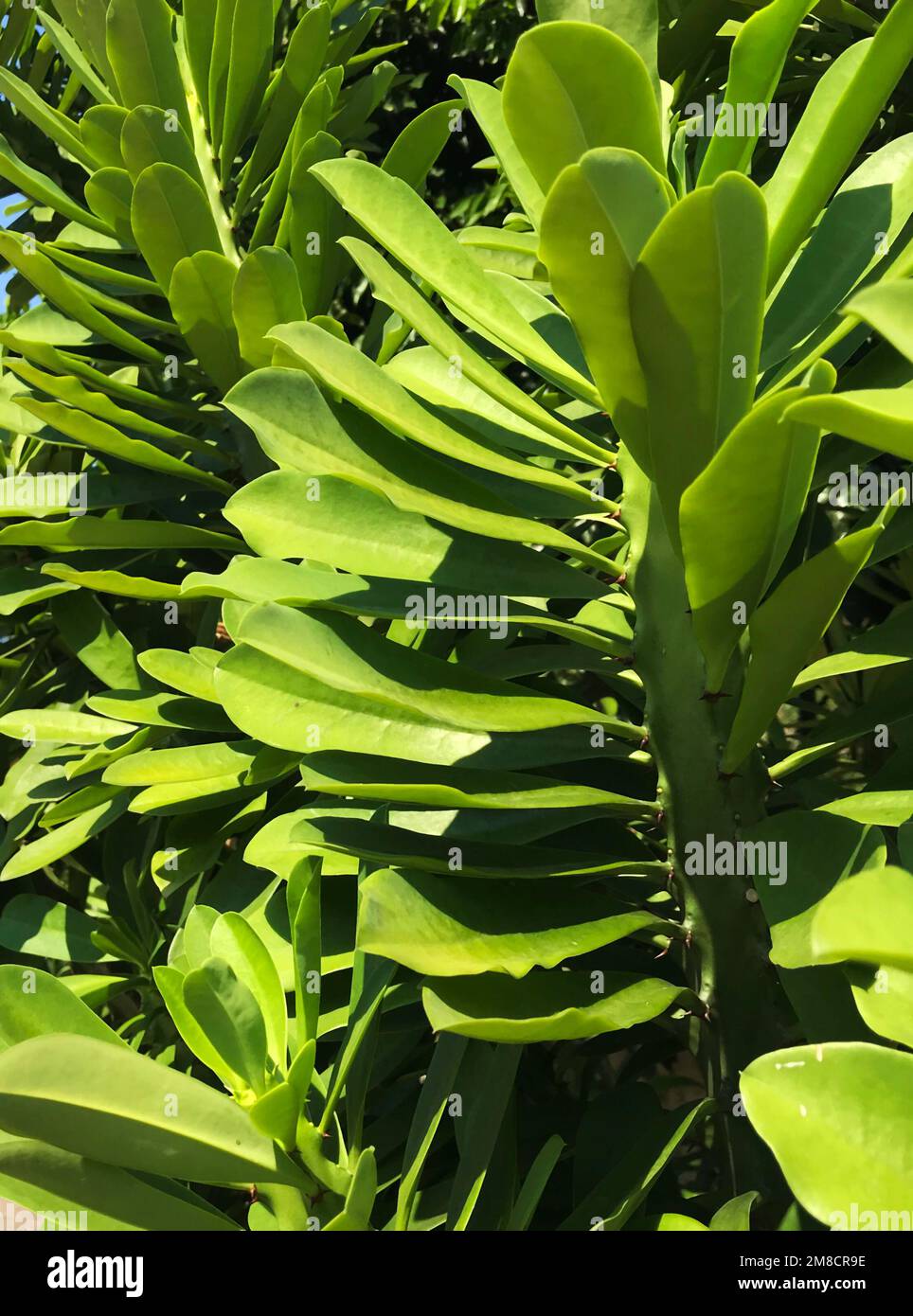 Close up euphorbia neriifolia plants Stock Photo