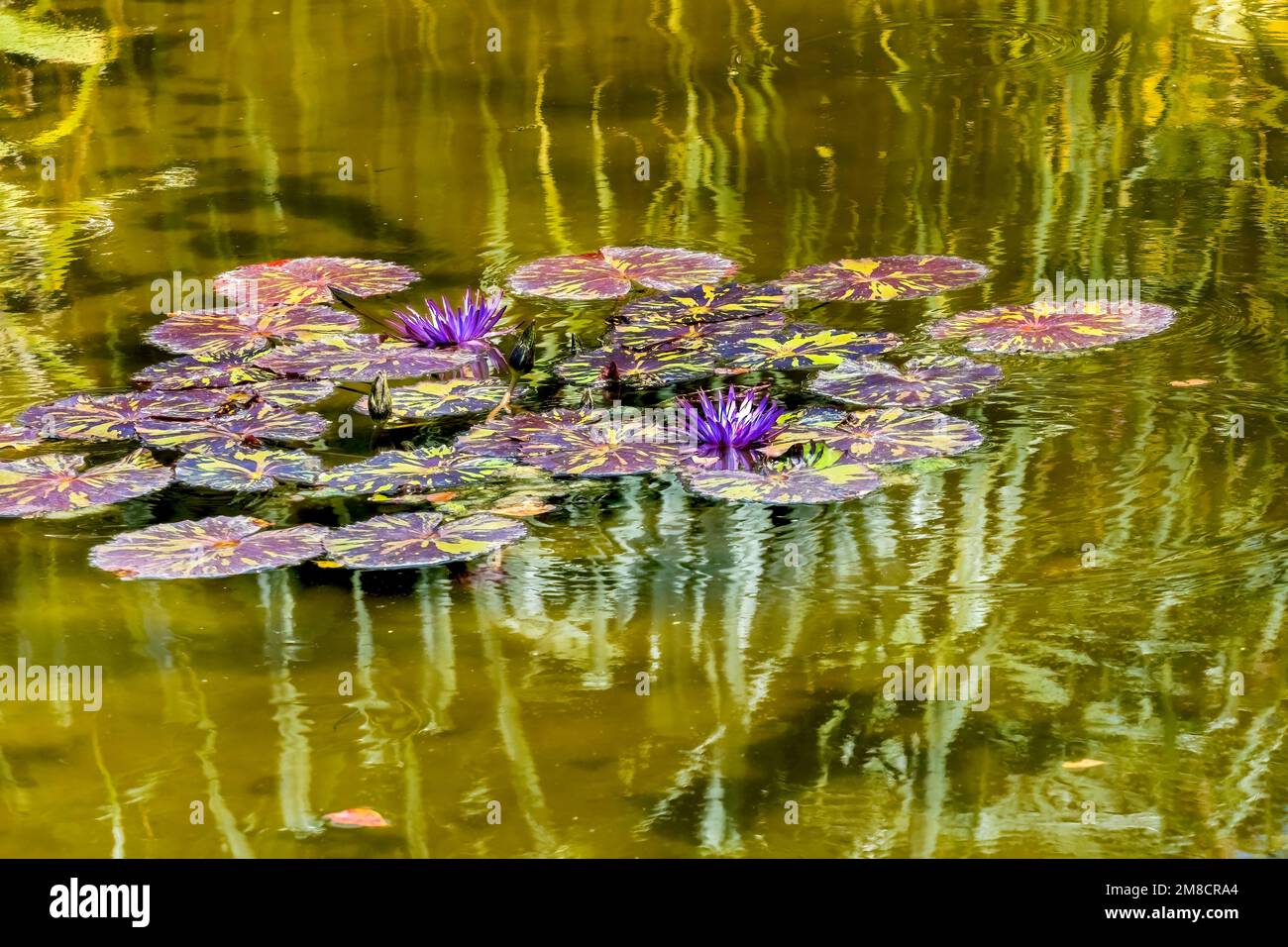 Purple Nymphaea Water Lily Flowers Pads Pond Reflection Fairchild