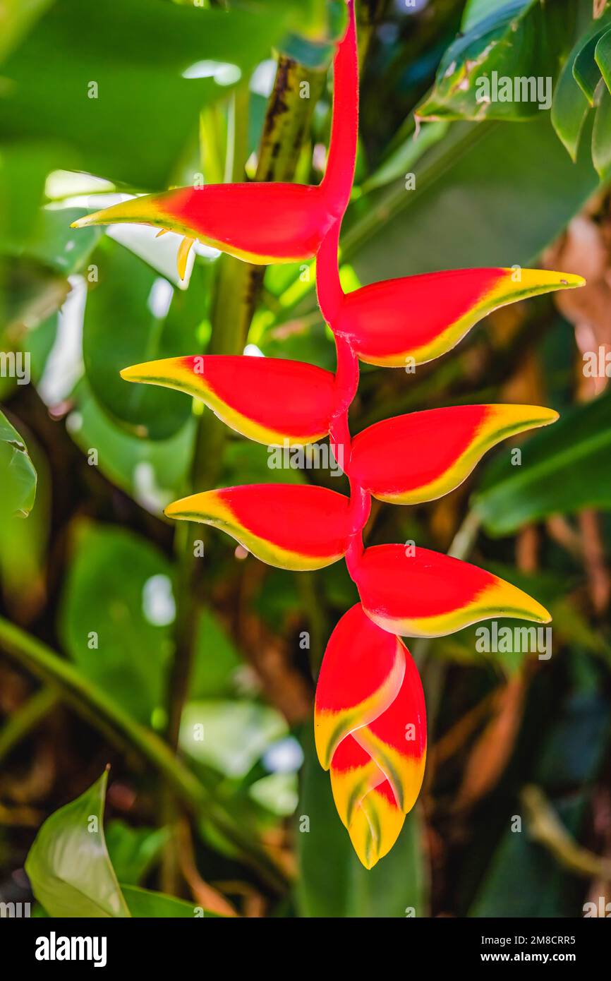 Red Flowers Hanging Lobster Claws Heliconia Rostrata Fairchild Garden ...