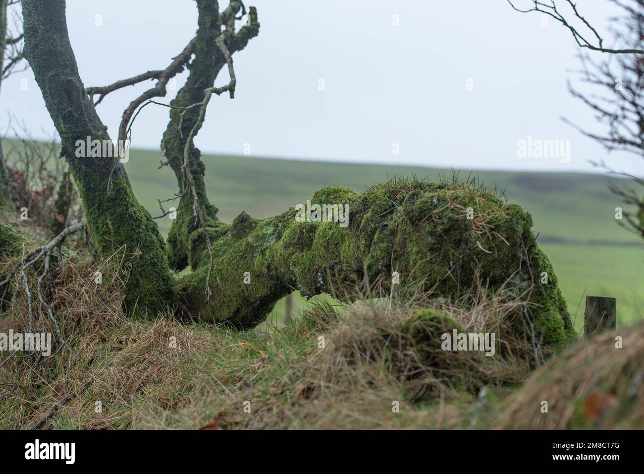 ancient hedgerow on Exmoor national park, UK Stock Photo