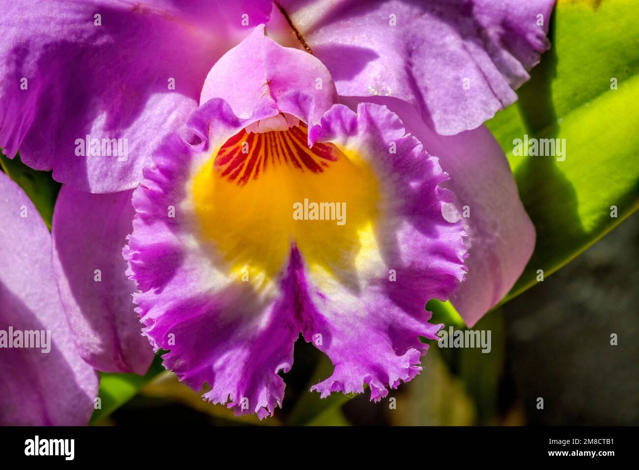 Purple Yellow Cattleya Orchid Tropical Flowers Green Leaves Fairchild Florida Cattleya Praestans Stock Photo