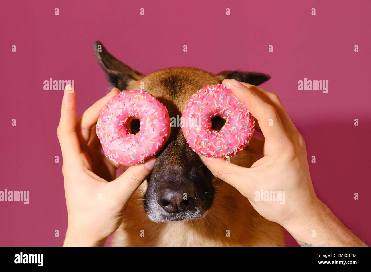 Harmful fatty food, dangerous for dogs. Human's hands hold buns in