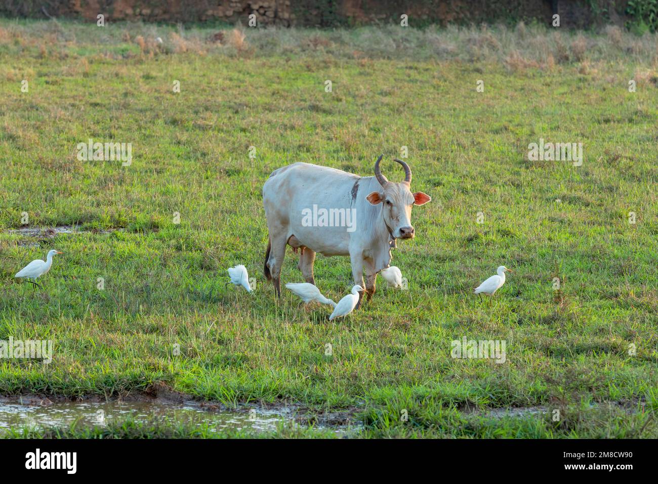 Asian eating insects hi-res stock photography and images - Alamy
