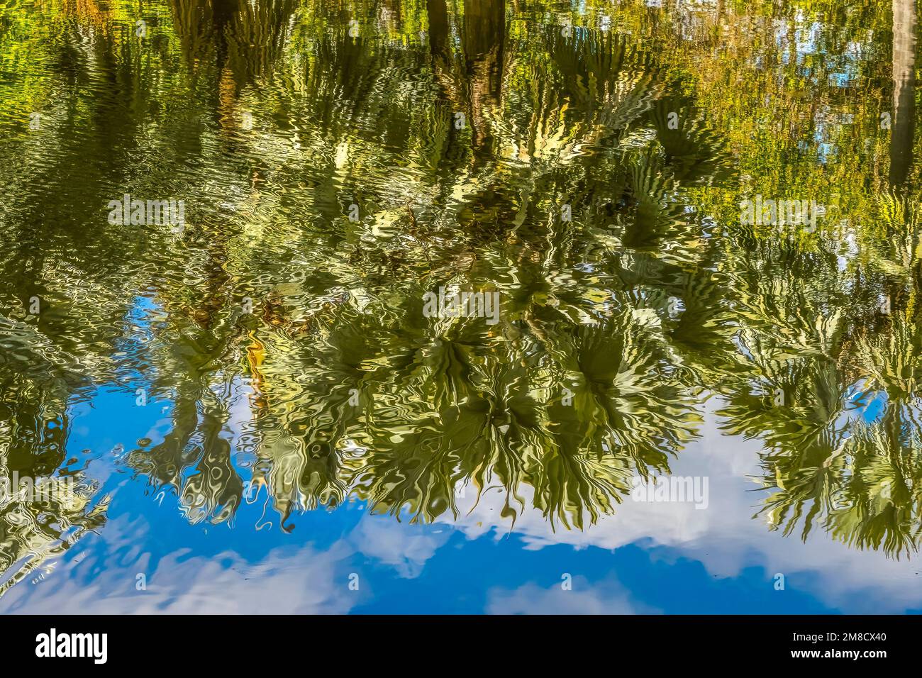 Palm Trees Green Leaves Lake Reflectioin Fairchild Tropical Botanic