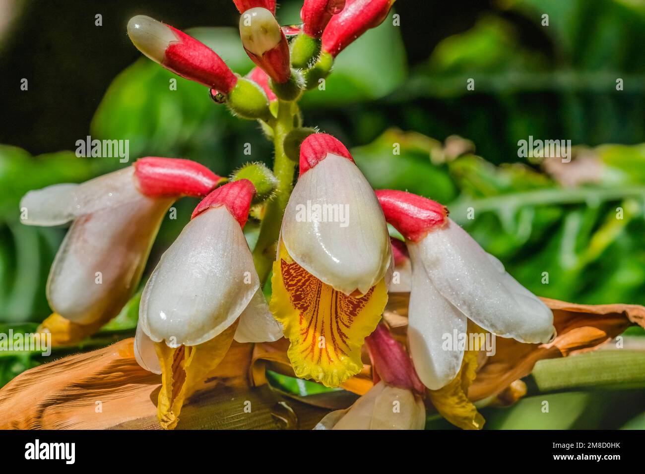 White Yellow Shell Ginger Flowers Green Leaves Fairchild Tropical Botanical Garden Coral Gables Florida Alpinia Zerumbet Also know as Shell Plant and Stock Photo