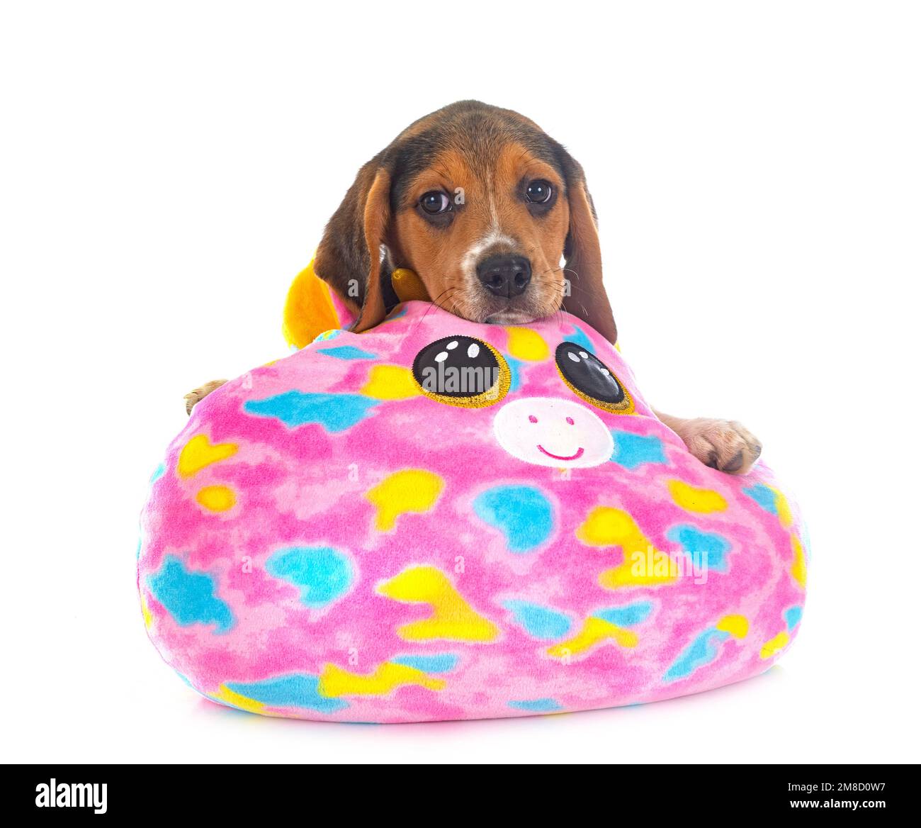 young beagle in front of white background Stock Photo - Alamy